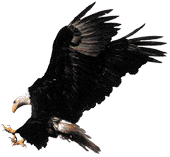 Flying Eagle - �ESK� VERZE